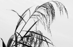 秋風は　淋しく