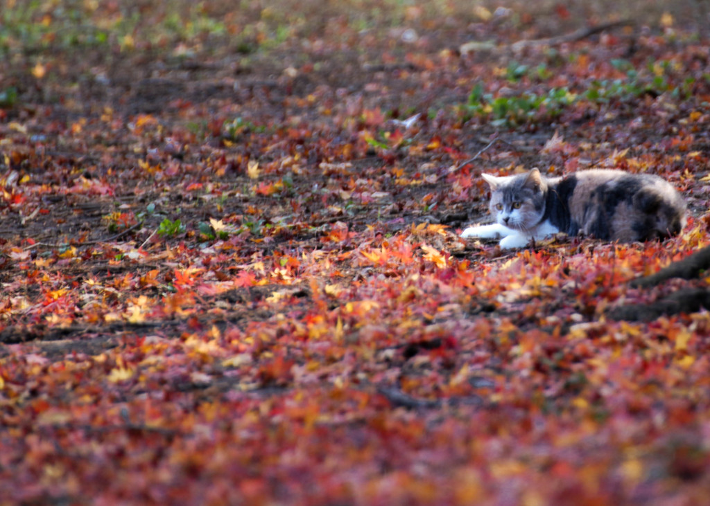 猫も　紅葉狩り