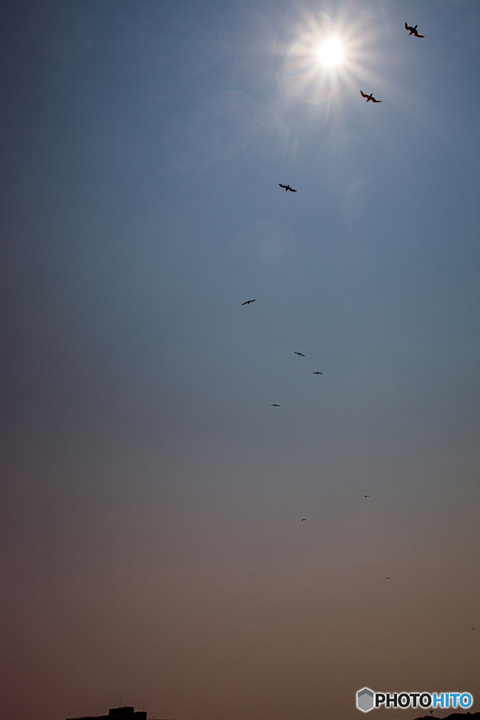 wing’ｓ