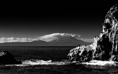 富士山を見る鳥