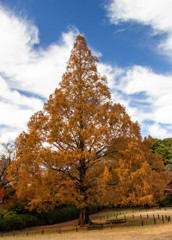 紅葉狩りのゲート