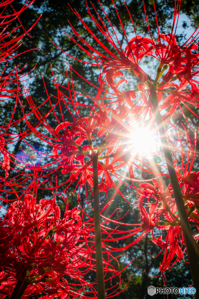 燃える星と燃える花 By Katu Paul Id 写真共有サイト Photohito