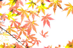 ハイキー　で　ハイキングをHighで楽しむ