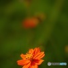 一輪の花の奥