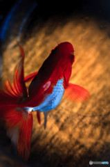 金魚すくい