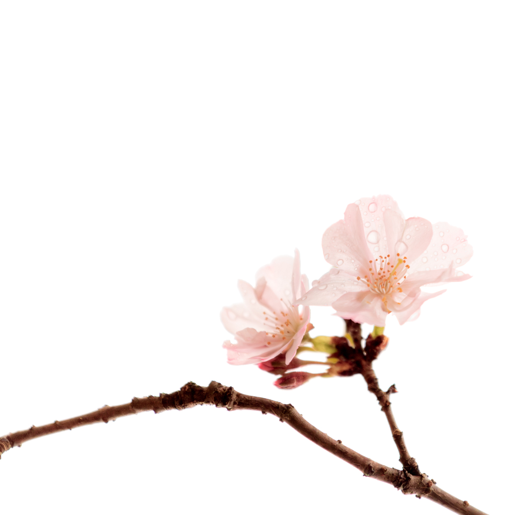 桜咲き時の嬉し涙
