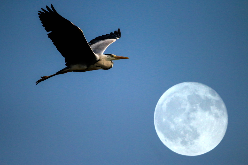 鷺と月