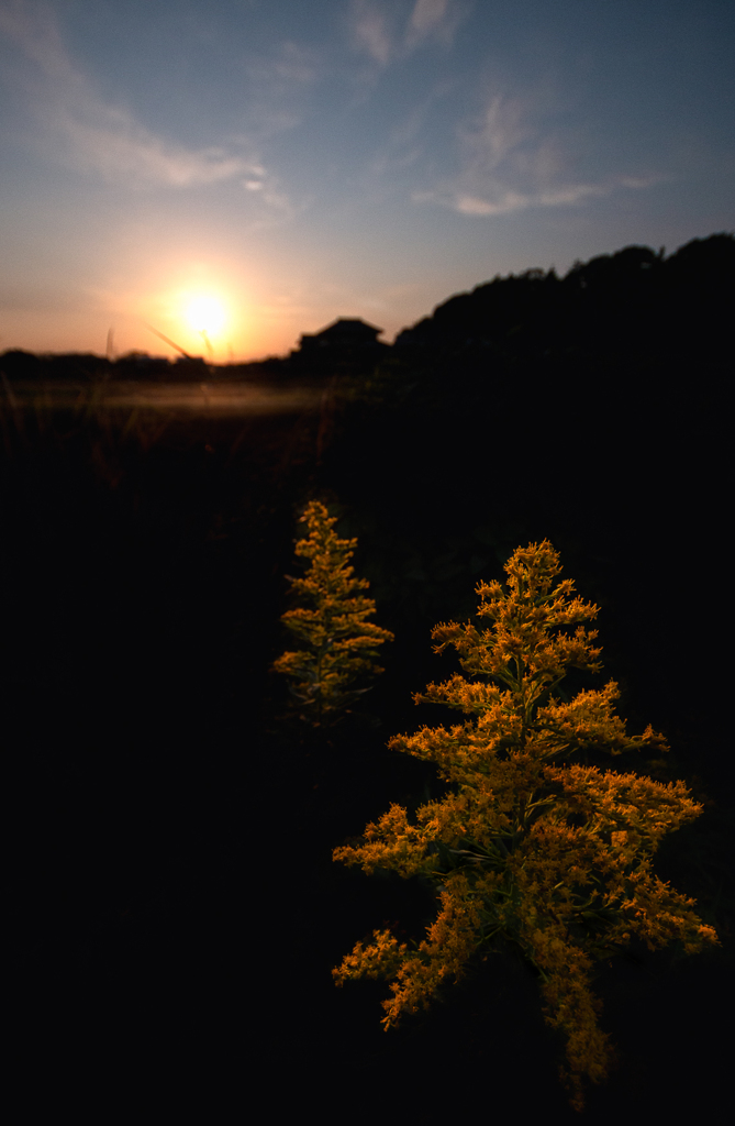 まぶしい 夕陽