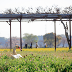 春の散歩