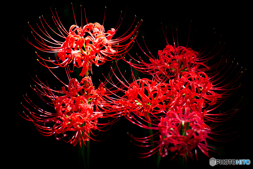 燃える花 彼岸花