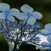 紫陽花を見上げて