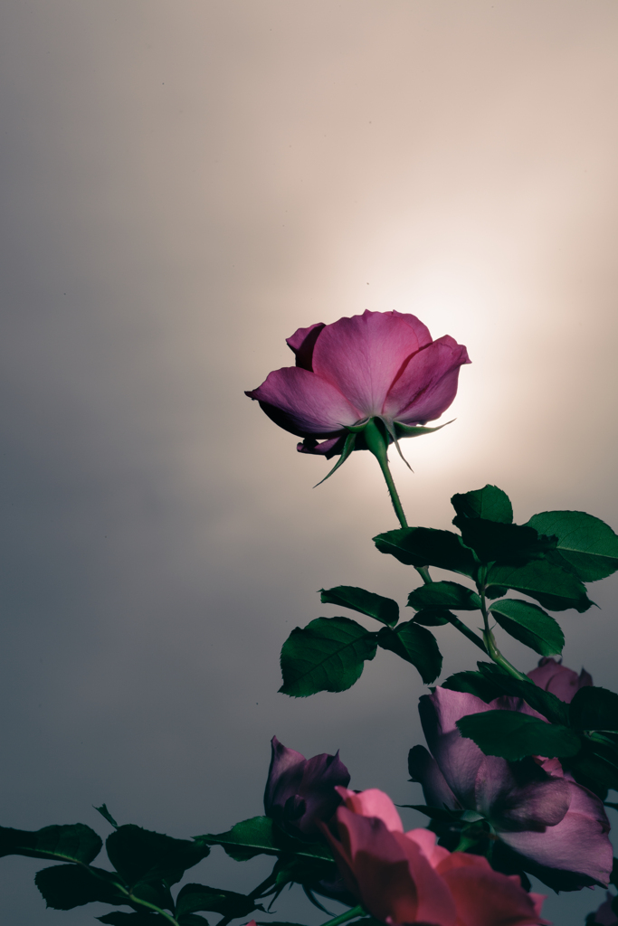 SUN Burst and rose