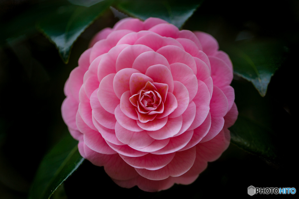 花の的