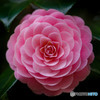 花の的