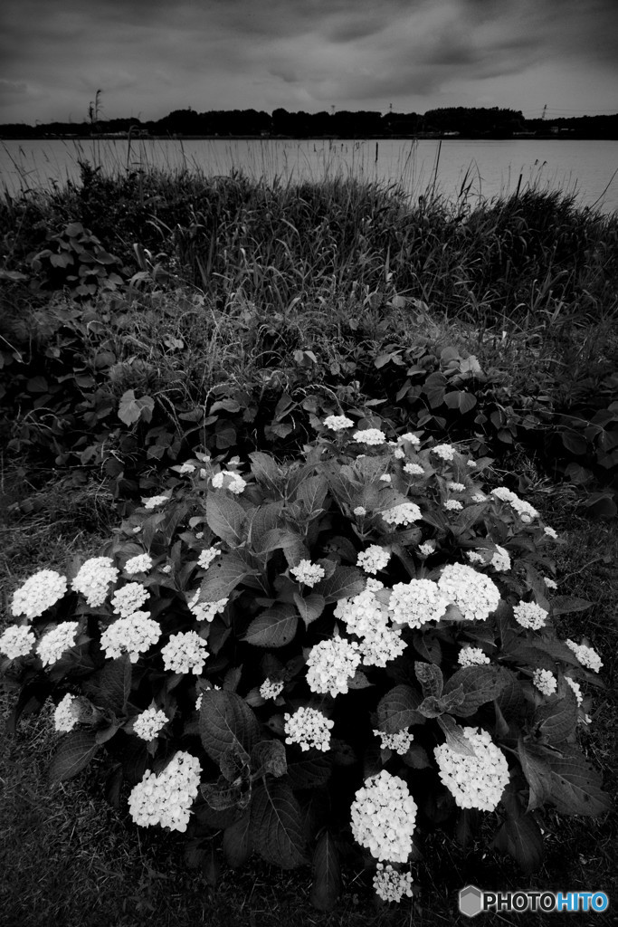 梅雨空の紫陽花