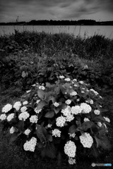 梅雨空の紫陽花