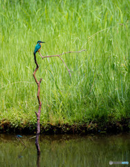 僕と君との世界