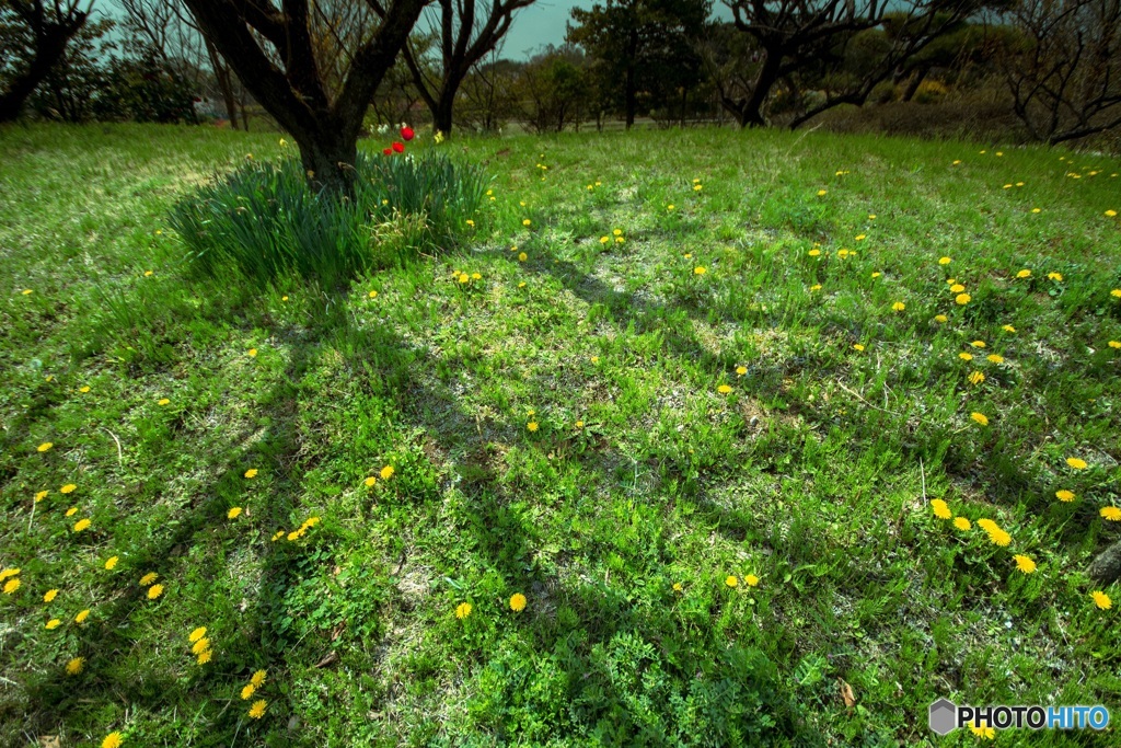 タンポポ