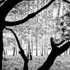 紅葉の奥の竹
