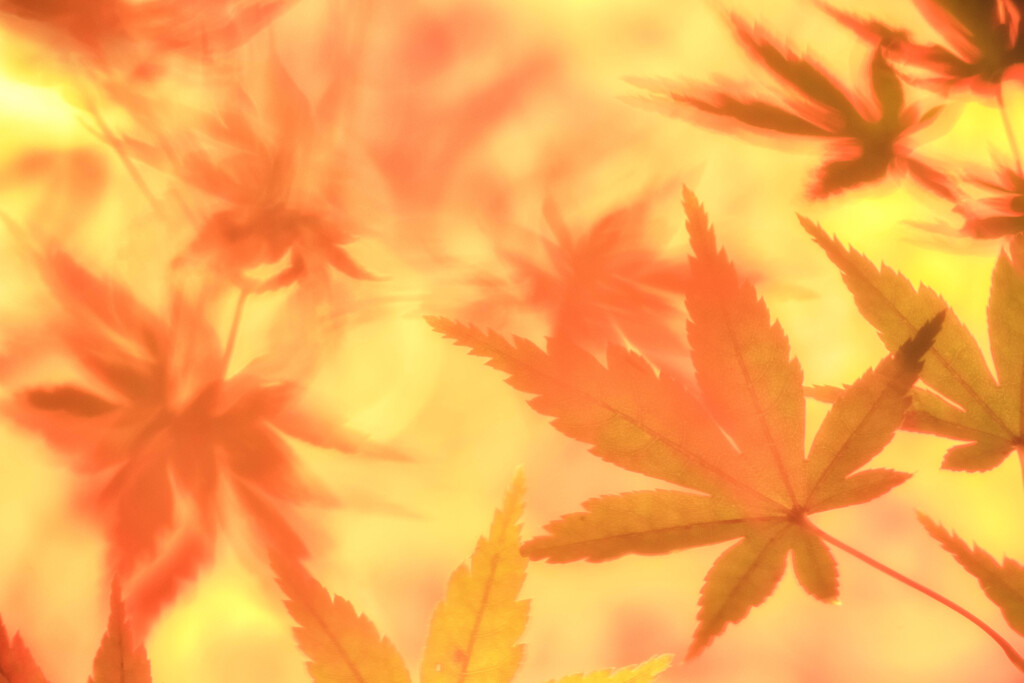 紅葉