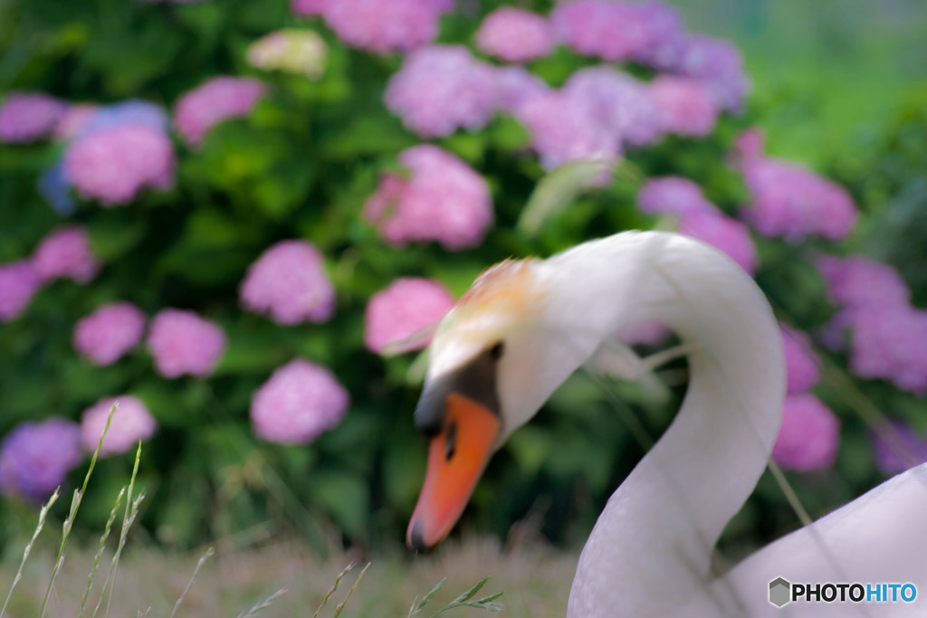 丘の上の馬鹿