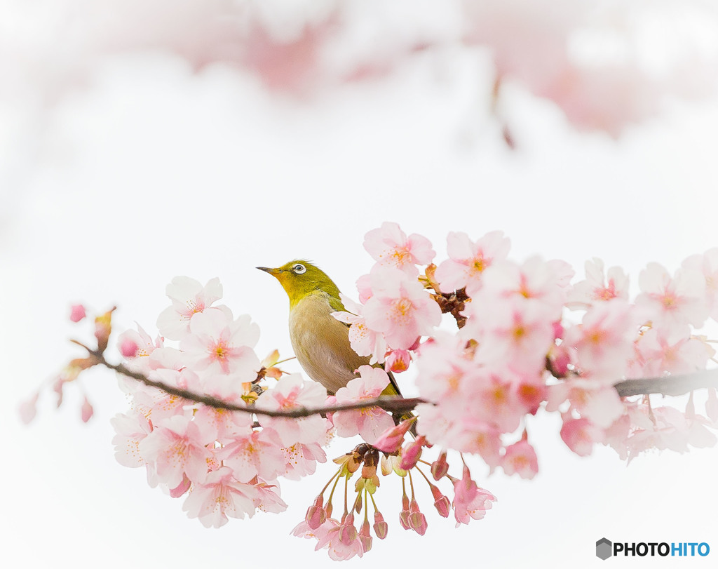 桃色の中で鳥