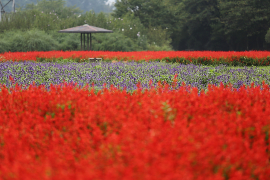 大宮花の丘公園 初秋の雨上がり