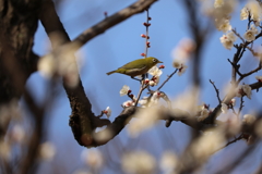 春近し①