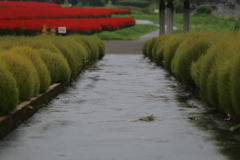大宮花の丘公園　初秋の雨上がり