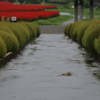 大宮花の丘公園　初秋の雨上がり