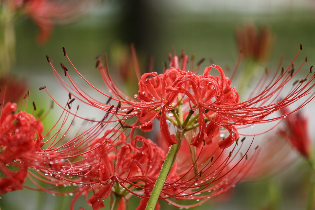 大宮花の丘公園　初秋の雨上がり