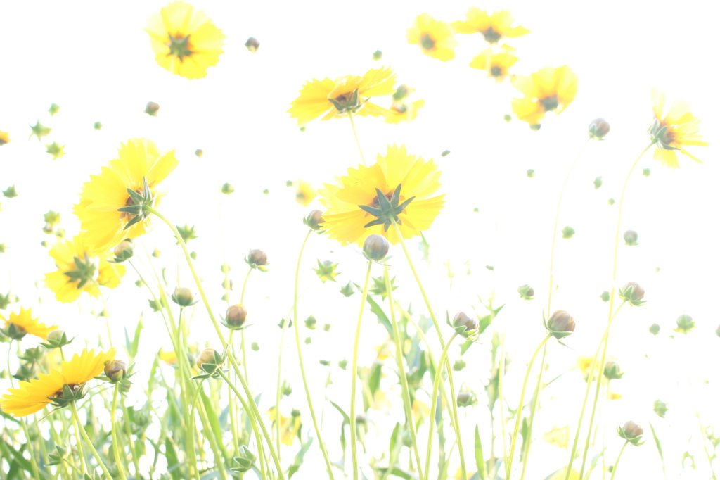 畑のはじっこのお花