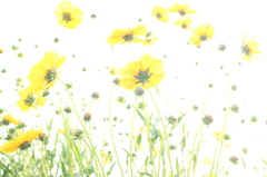 畑のはじっこのお花