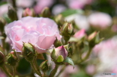 薔薇‥‥蕾のダンス。