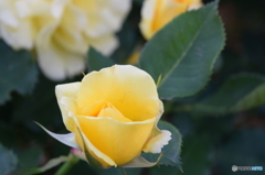 薔薇‥‥清楚。