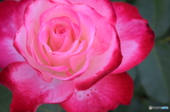 薔薇‥‥誘惑。