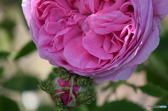 薔薇‥‥花恋。