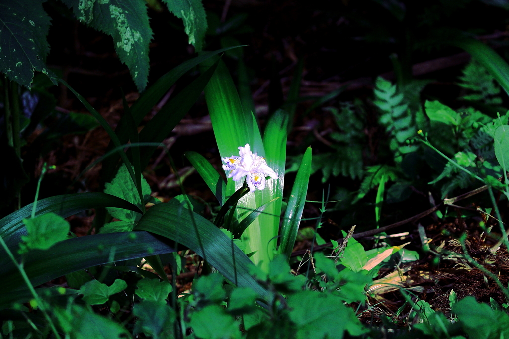 一厘の花