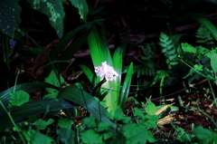 一厘の花