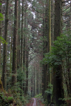 縄文杉を目指す