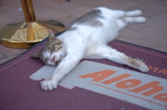 本能を失った猫
