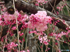 赤い花