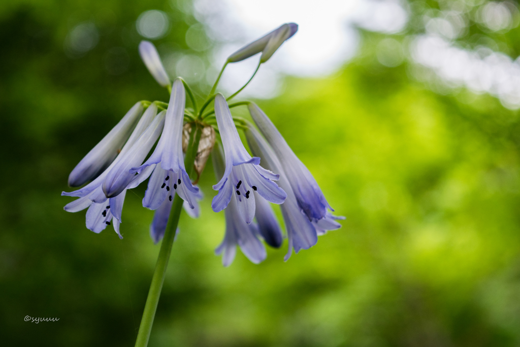 公園の花