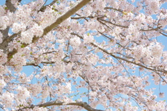 こどもの国公園の桜です。