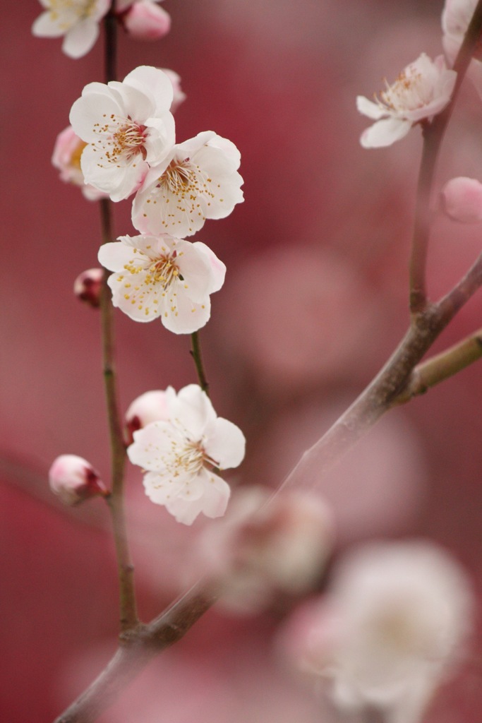 梅の花