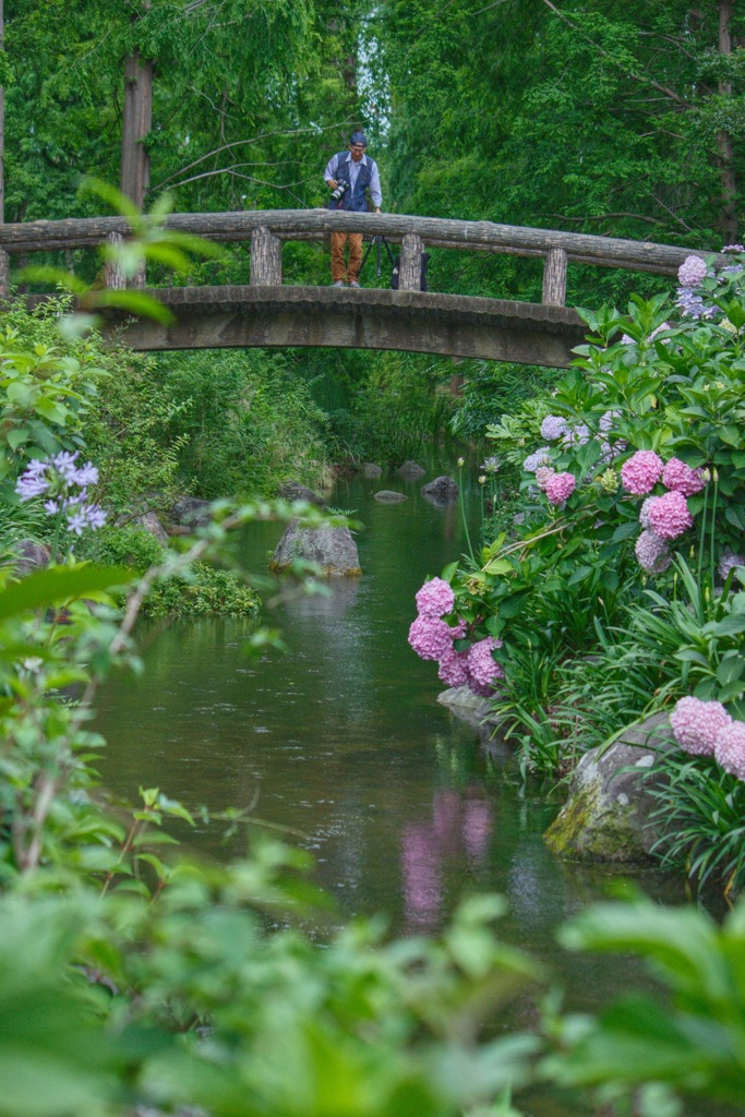 紫陽花