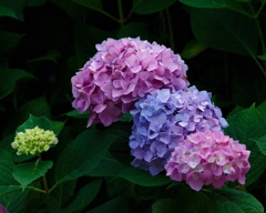 三色紫陽花
