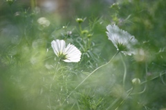 秋桜