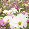 秋桜