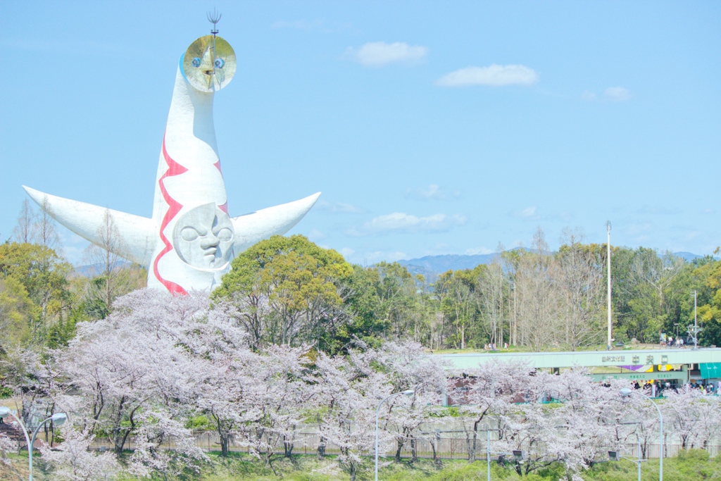 桜